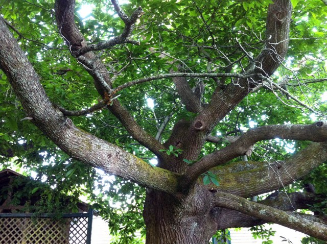 Fig_03_Trunk_1013_1000