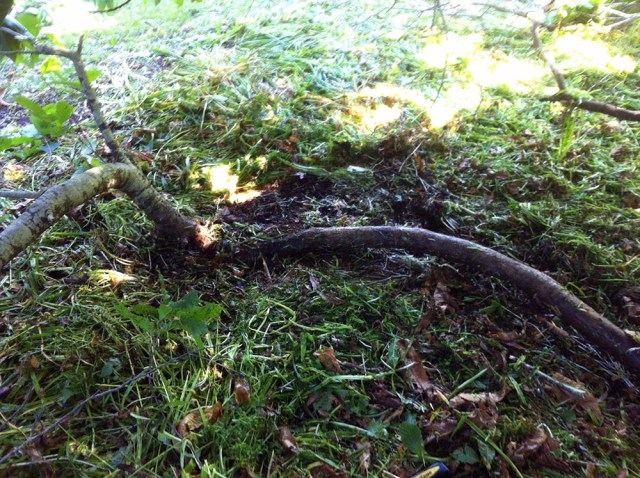 Fig_04_Rooted_Branch_1010